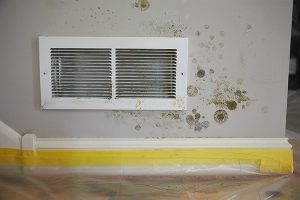 How to Effectively Remove Mold from Your Basement