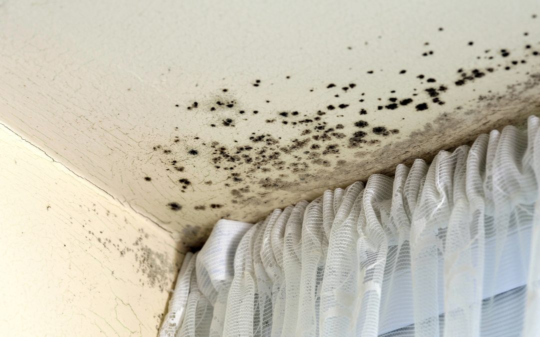 How to Protect Your Home from Mold Growth: Mold Prevention Tips