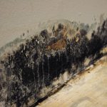 Mold Removal – Elgin, IL