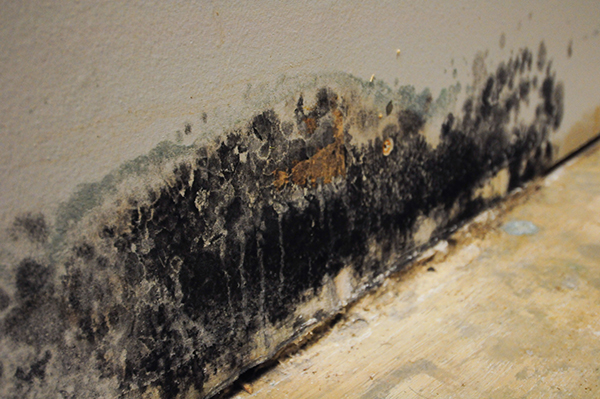What Should I Do About Mold on My Walls?