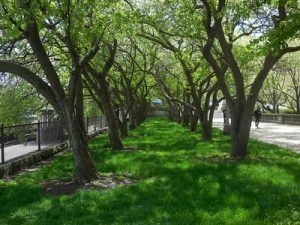 Spring in Illinois