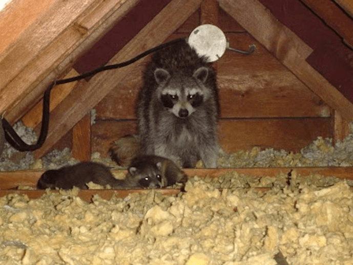 Rodent Cleanup services and sanitation