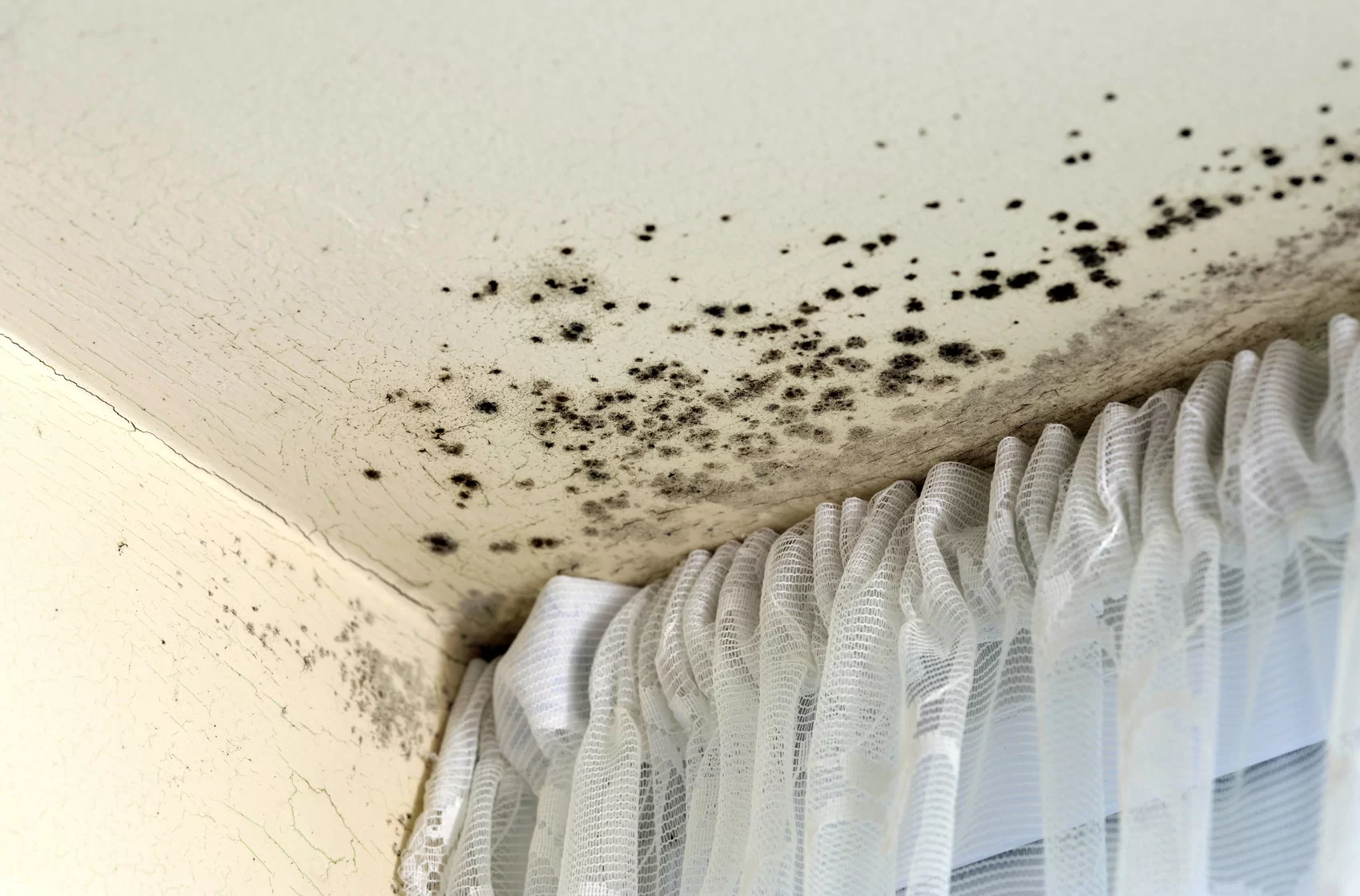 Mold Remediation and Removal Services