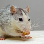 remove rodents from your home or yard