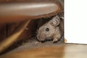 rodent-animal-waste-schaumburg-il