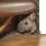 rodent-animal-waste-elgin-il